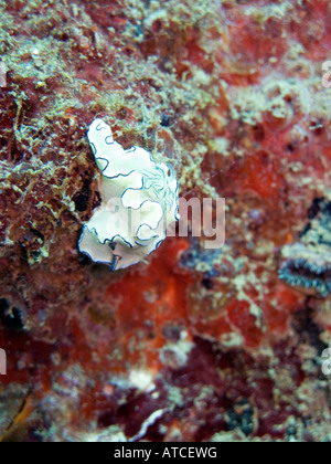 Nudibranche blanc avec bords bleu Boonsung wreck, la mer d'Andaman, Thaïlande Banque D'Images