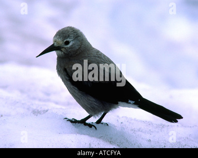 Le cassenoix Nucifraga columbiana sur neige Crater Lake National Park Utah Banque D'Images