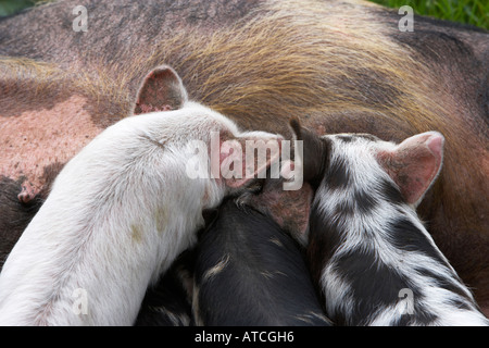 Les jeunes porcelets de sucer le lait de truie pig Banque D'Images