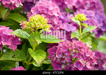 L'Hydrangea macrophylla Varsters Fruhrote Banque D'Images