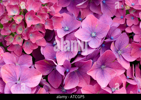 L'Hydrangea macrophylla Varsters Fruhrote Banque D'Images