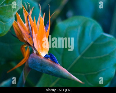 Un oiseau de paradis fleur. Banque D'Images