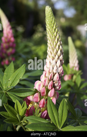 Lupin en fleurs en Irlande Banque D'Images