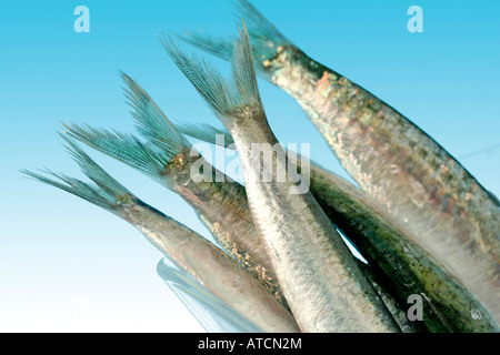 Sardine Banque D'Images