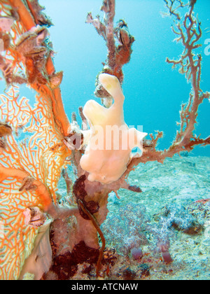 Poisson grenouille géant orange, Antennarius commersonii, assis à l'envers sur le ventilateur corail Banque D'Images