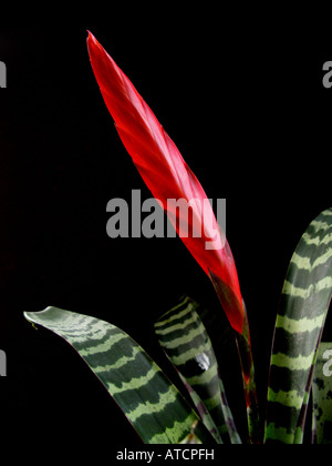 Vriesea splendens, Bromeliaceae, épée de feu Banque D'Images