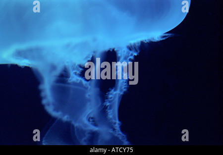 Les méduses flottant Banque D'Images