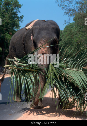 L'éléphant d'Asie sur la route principale près de Cochin, Kerala, Inde Banque D'Images