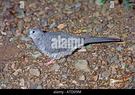 Colombe inca Columbina inca Pima Tucson ARIZONA États-unis Coopération adultes juin Columbidae Banque D'Images