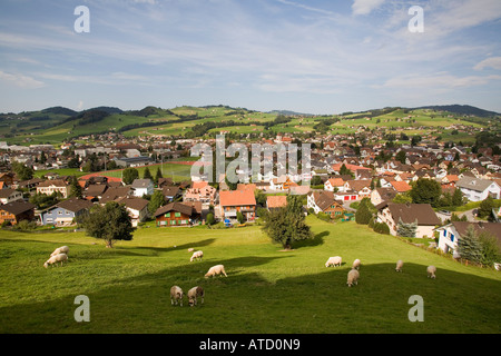 Grazeing Moutons sur la colline au-dessus du village d'Appenzell Suisse Banque D'Images