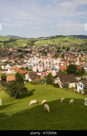 Grazeing Moutons sur la colline au-dessus du village d'Appenzell Suisse Banque D'Images