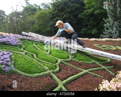 Un jardinier municipal plantes de fraisage dans un carpetbed victorien traditionnel à Toronto Ontario Canada Banque D'Images