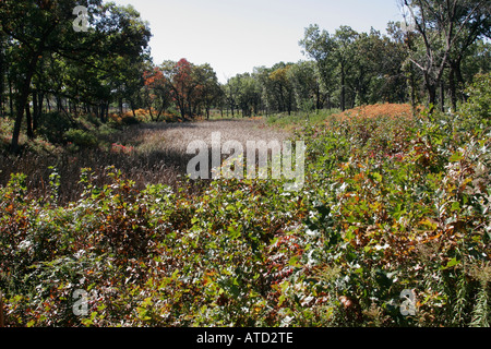 Indiana Lake County,Gary,Indiana Dunes National Lakeshore,Miller Woods,ranger,savane de chêne noir,sentier de randonnée,marais,les visiteurs voyage tour tou Banque D'Images