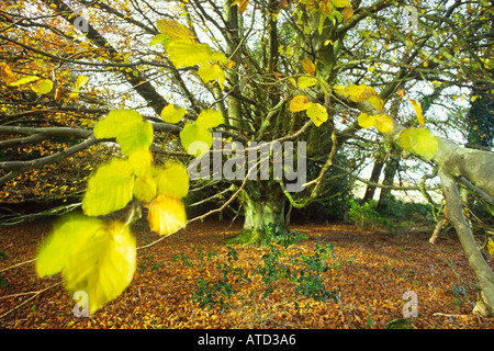 Automne Hêtre Banque D'Images