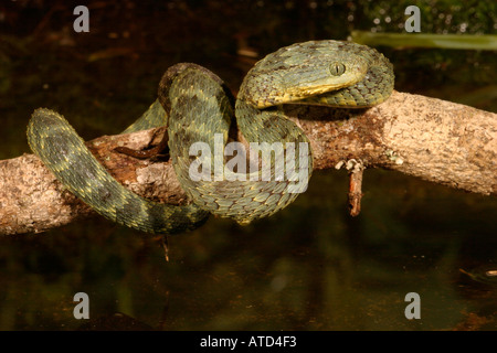 Serpent Viper Bush Banque D'Images