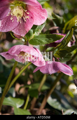 Nom commun : l'hellébore NOM LATIN : Helleborus orientalis Banque D'Images