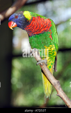 Rainbow Lorikeet colorés Lory (perroquet) perché sur une branche.Trichoglossus haematodus Banque D'Images