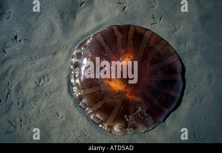 Grandes méduses sur la plage à Walvis Bay la principale ville portuaire en Namibie Banque D'Images