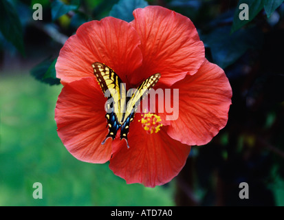 Papillon monarque sur fleur d'hibiscus rouge brillant Banque D'Images