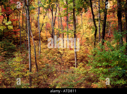 Avis de feuillage d'automne dans une forêt mixte de feuillus denses dans Cherokee National Forest au Tennessee Banque D'Images