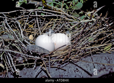 Colombe inca Columbina inca Pima Tucson ARIZONA États-unis Coopération nid oeufs Juin Columbidae Banque D'Images