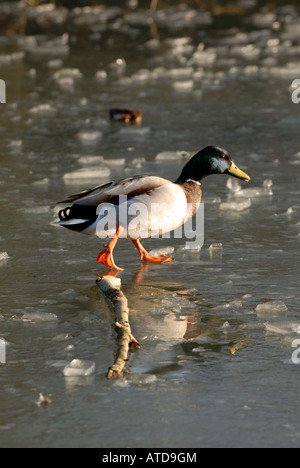 Un canard colvert sur un lac gelé à la recherche de nourriture sur la glace et se reflètent dans l'eau de bassin Banque D'Images