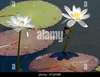 Restless fly catcher sur nénuphar à Parry's Lagoon, East Kimberley, Australie occidentale Banque D'Images