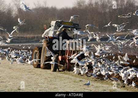 En herbe de labour en préparation pour les semis d'orge charrue suivie par flock of seagulls Dumfries Scotland Banque D'Images