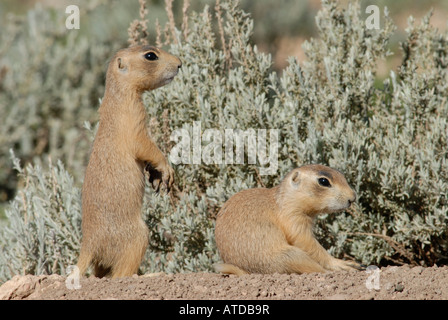 Stock photo de deux jeunes chiens de prairie de l'Utah assis ensemble. Banque D'Images