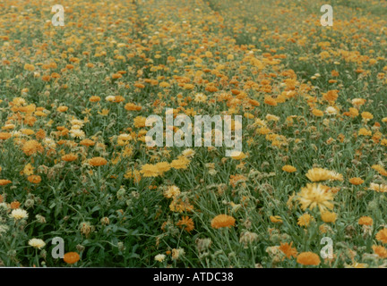 Un champ de fleurs orange à Norfolk Calendula officinalis Souci des nuances de l'art nain fiesta Gitana Banque D'Images