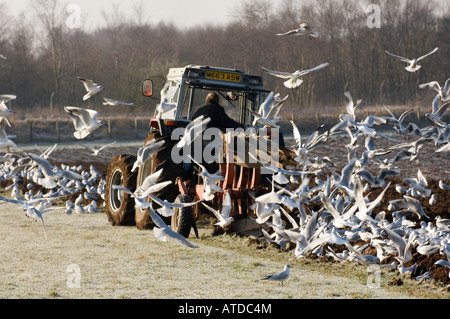 En herbe de labour en préparation pour les semis d'orge charrue suivie par flock of seagulls Dumfries Scotland Banque D'Images