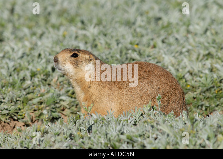 Stock photo profil d'un chien de prairie de l'Utah. Banque D'Images