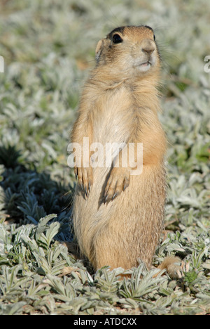 Stock photo d'un jeune chien de prairie de l'Utah en position debout. Banque D'Images