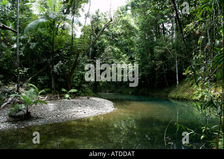 La forêt tropicale de Daintree, Queensland du Nord, Australie Banque D'Images