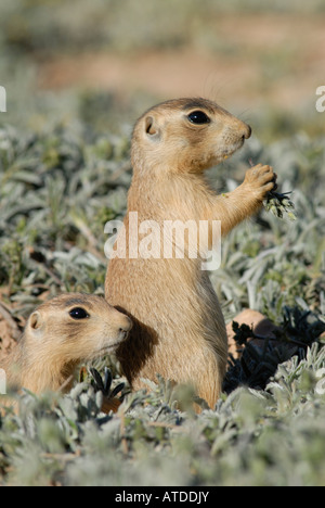 Stock photo de deux jeunes chiens de prairie de l'Utah à leur terrier. Le chien de prairie est un qui se nourrissent de plantes herbacées. Banque D'Images