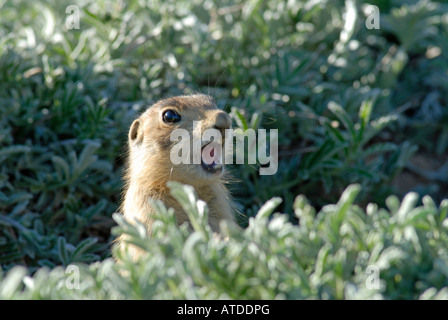 Stock photo d'un jeune chien de prairie de l'Utah au broutement son terrier. Banque D'Images