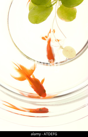 Les poissons rouges en aquarium Banque D'Images
