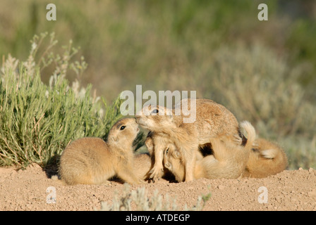 Stock photo d'une famille de chiens de prairie de l'Utah avec les chiots en soins infirmiers. Banque D'Images