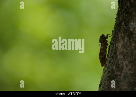 Cigale sur arbre Banque D'Images