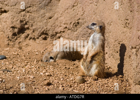 Un meerkat creuse un trou dans le sol alors que son ami veille Zoo de Houston Texas USA Banque D'Images