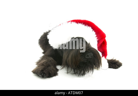 Jeune black mini Schnauzer with Santa hat se trouve sur un fond blanc Banque D'Images