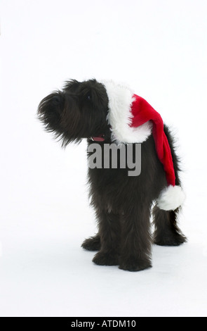 Jeune black mini Schnauzer with Santa hat sur un fond blanc Banque D'Images