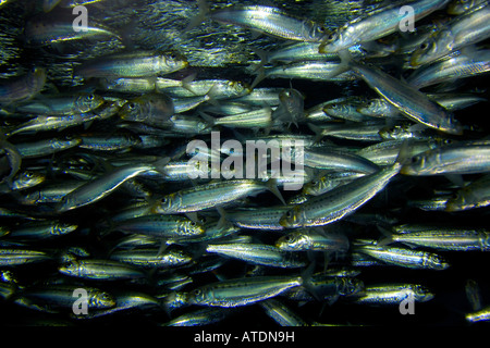 Sardine du Pacifique Sardinops sagax Océan Pacifique Californie Banque D'Images