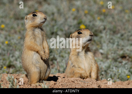 Stock photo de deux jeunes chiens de prairie de l'Utah par leur terrier entrée. Banque D'Images