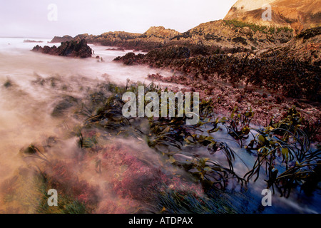 Des flaques abritent une riche diversité de plantes et d'animaux de Montana de Oro Park CA Banque D'Images