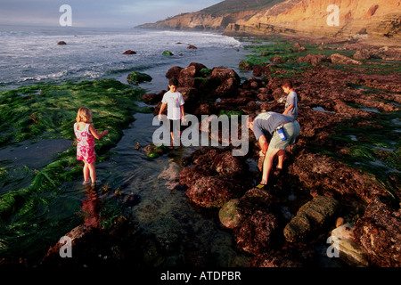 Des flaques permettent aux gens un aperçu de plantes et d'animaux de l'océan Pacifique en Californie Banque D'Images