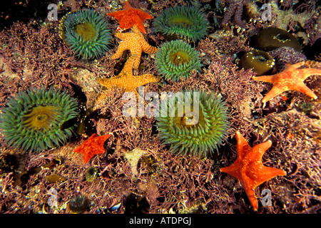 Anthopleura xanthogrammica géant anémones vertes et ocre étoile Pisaster ochraceus dans une cuvette de Monterey Californie Oce du Pacifique Banque D'Images