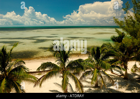 Palmiers sur Beach South Bimini Bahamas Océan Atlantique Banque D'Images