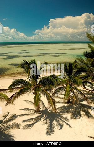 Palmiers sur Beach South Bimini Bahamas Océan Atlantique Banque D'Images