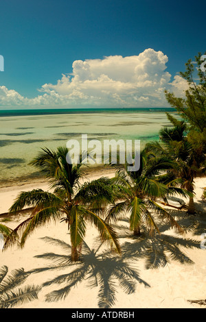 Palmiers sur Beach South Bimini Bahamas Océan Atlantique Banque D'Images